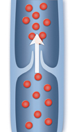 healthy vein